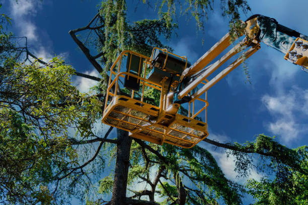 How Our Tree Care Process Works  in  Forest Park, OH