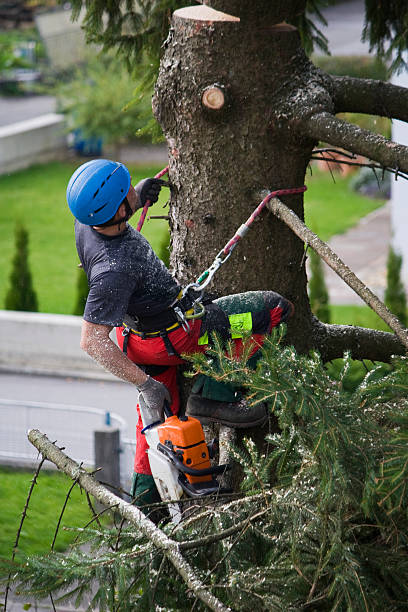 Best Hedge Trimming  in Forest Park, OH